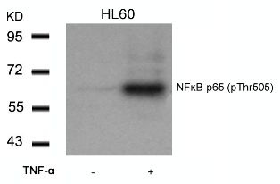 RELA Antibody
