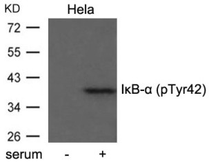 NFKBIA Antibody