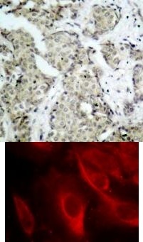 MAP2K6 Antibody
