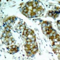 cdc25A (phospho Ser76) Antibody