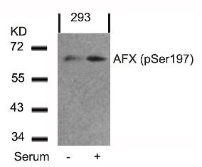 FOXO4 Antibody