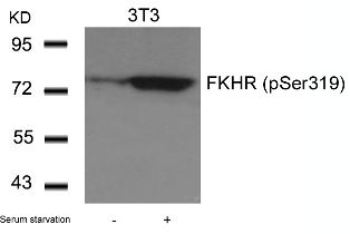 FKHR (phospho Ser319) Antibody