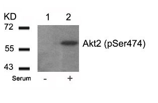AKT2 Antibody