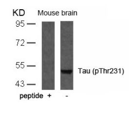 MAPT Antibody