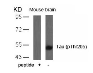 MAPT Antibody