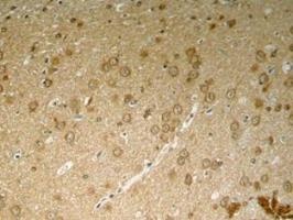 MAPT Antibody