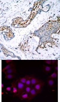 ESR1 Antibody