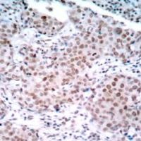 ESR1 Antibody
