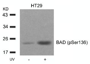 BAD (phospho Ser136) Antibody