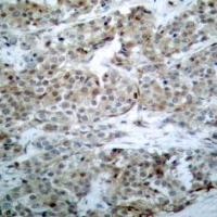 BAD (phospho Ser112) Antibody