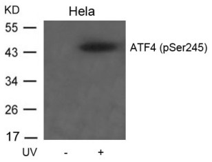 ATF4 (phospho Ser245) Antibody