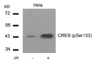 CREB1 Antibody