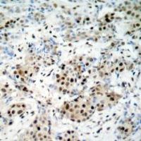 CREB1 Antibody