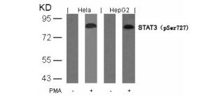 STAT3 Antibody