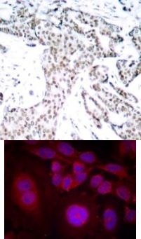 STAT3 Antibody