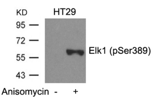 ELK1 Antibody