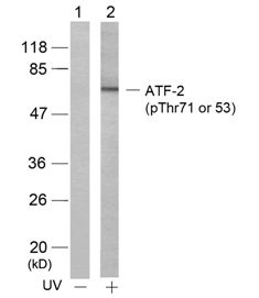 ATF2 (phospho Thr71 / 53) Antibody