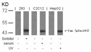 JUN Antibody