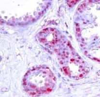 JUN Antibody
