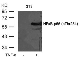 RELA Antibody