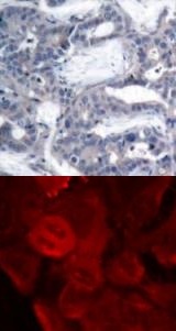 MAP2K2 Antibody