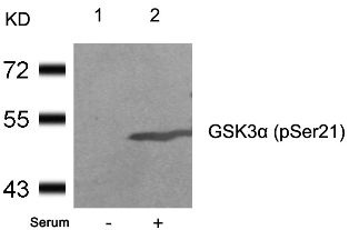GSK3a (phospho Ser21) Antibody