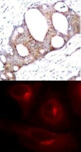GSK3a (phospho Ser21) Antibody