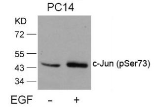 JUN Antibody