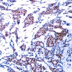 JUN Antibody