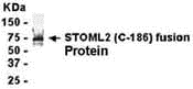 STOML2 Antibody