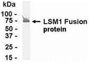 LSM1 Antibody