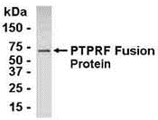 PTPRF Antibody