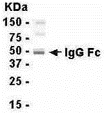 IgG Fc (Human) Antibody