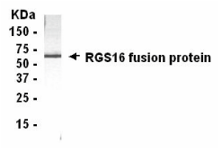 RGS16 Antibody