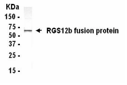RGS12 Antibody