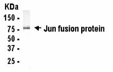 JUN Antibody