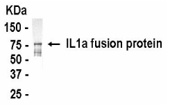 IL1A Antibody