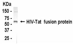 tat Antibody