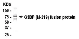 G3BP1 Antibody