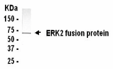 MAPK1 Antibody