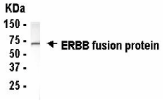 EGFR Antibody