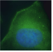 DPP4 Antibody