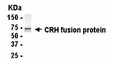 CRH Antibody