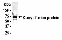 MYC Antibody