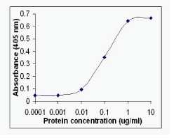 AKT2 Antibody