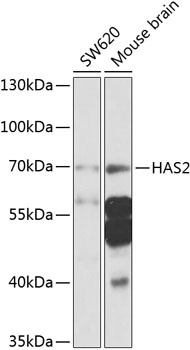 HAS2 Antibody