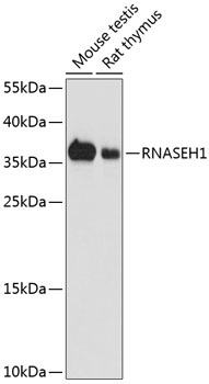RNASEH1 Antibody