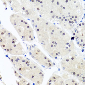 HNRNPCL1 Antibody