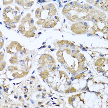 IFNL1 Antibody