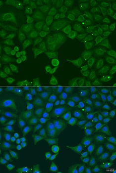 IFNA4 Antibody